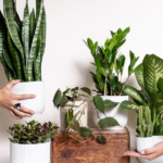 Indoor Plants That Improve Air Quality