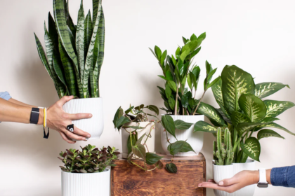 Indoor Plants That Improve Air Quality