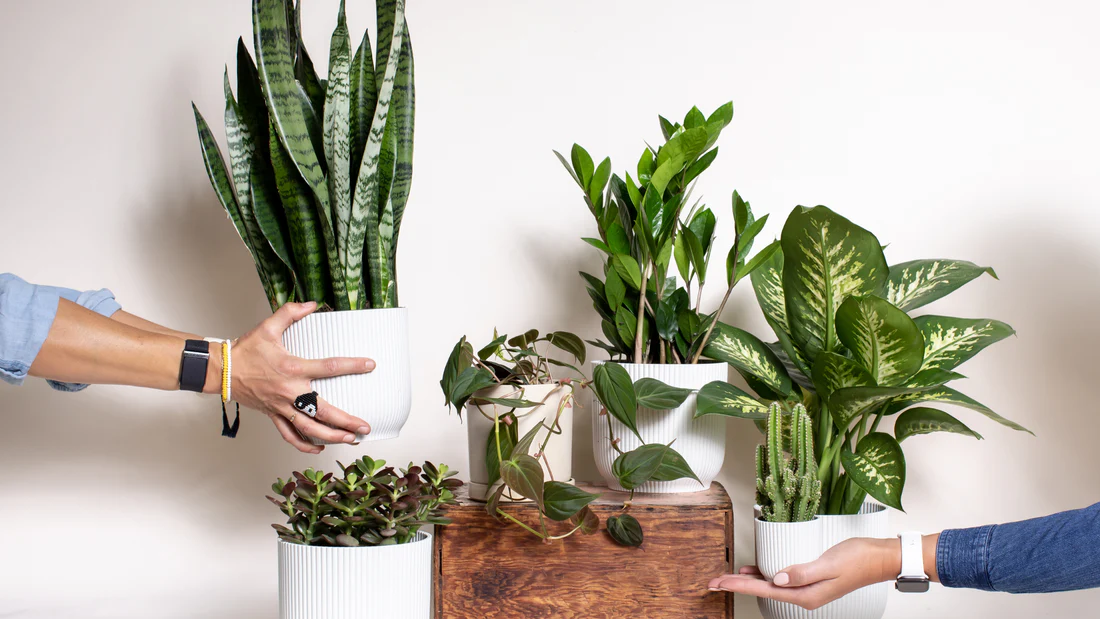 Indoor Plants That Improve Air Quality